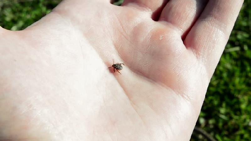 مایت یا حشرات ریز داخل خانه چیستند و چگونه آنها را از بین ببریم