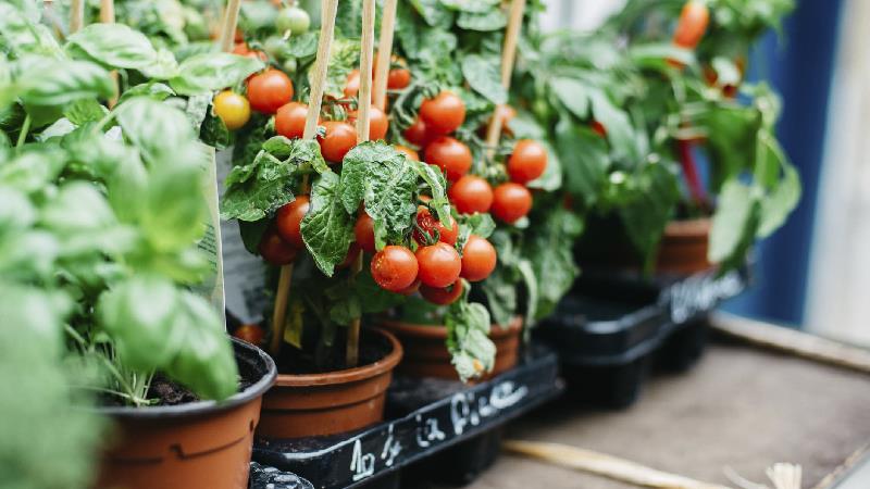 روش کاشت فلفل و گوجه فرنگی در آپارتمان