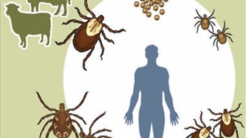 علائم و علل ابتلا به تب کریمه کنگو چیست