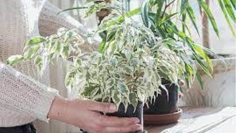 چگونه از گل بنجامین در آپارتمان مراقبت و نگهداری کنیم