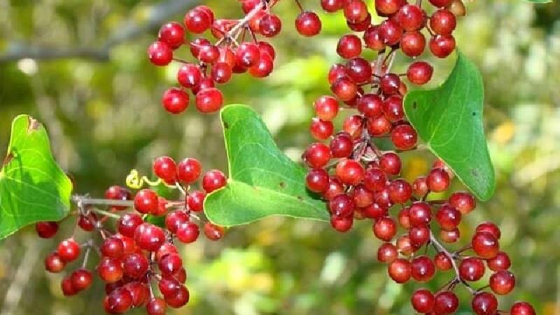 گیاه عشبه بیابانی چیست و چه خاصیت هایی دارد