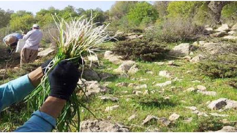 خاصیت گیاه بن سرخ چیست، از سنگ کلیه تا سرماخوردگی