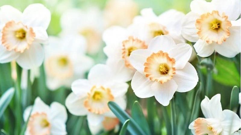 گل نرگس را چگونه و کی بکاریم + خواص