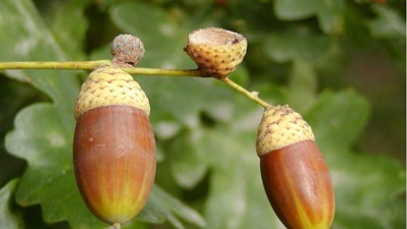 خواص بلوط جنگلی از معده و کلیه تا پوست