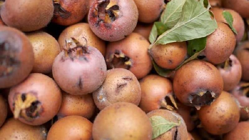 خاصیت های ازگیل چیست؛ از کم خونی تا معده و روده