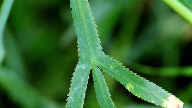 خواص غازیاغی یا قازیاقه؛ از لاغری تا پیسی