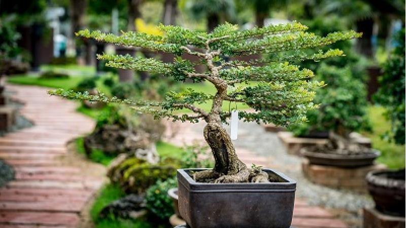 روش نگهداری و مراقبت از بونسای؛ از آبیاری تا خاک و کود