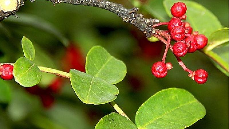 گیاه فاخره برای چی خوب است + ضررها و نحوه مصرف