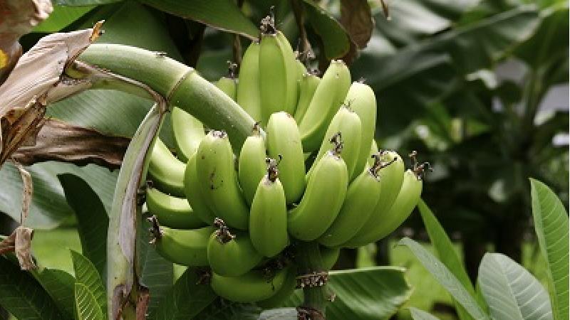 خاصیت های پلانتین و فرق آن با موز چیست