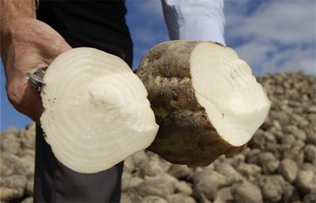 چغندر سفید برای چی خوب است؛ تفاوت با چغندر قرمز