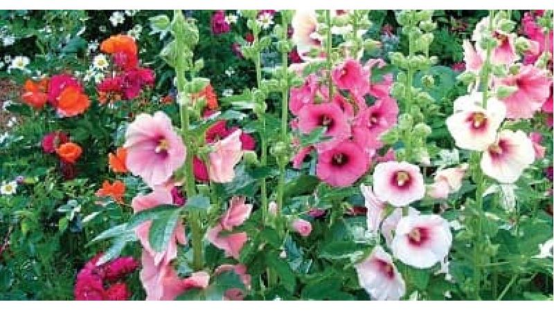 خواص گل ختمی؛ از پوست و مو تا سرفه و کلیه