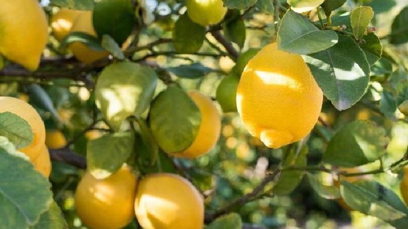 لیمو سنگی چیست و برای چی خوب است