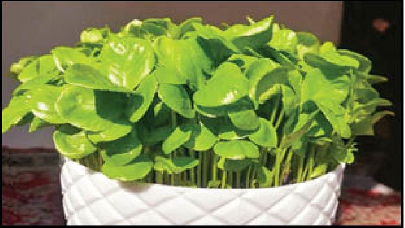 آموزش کاشت هسته پرتقال و نارنج برای سبزه عید