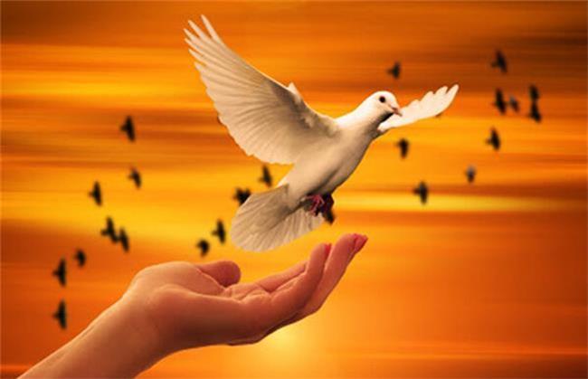 قاتل تازه عروس بخشیده شد، خواستگار ناکام به زندگی بازگشت