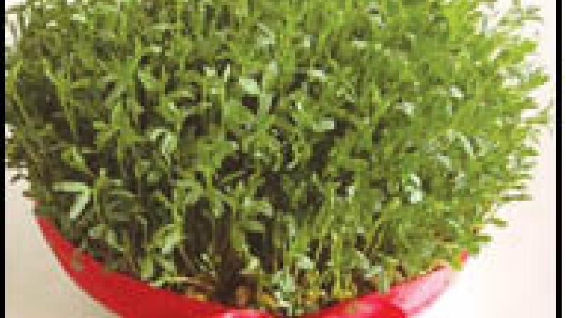 زمان و روش کاشت سبزه عدس برای هفت سین