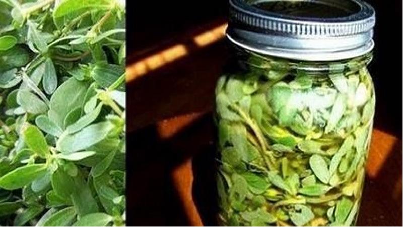 طرز تهیه ترشی خرفه خانگی فوری