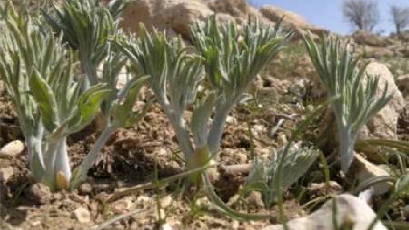 خاصیت های گیاه کما چیست