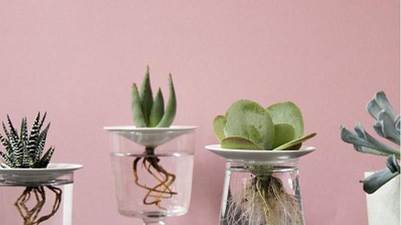 روش نگهداری کاکتوس در آب به صورت مرحله به مرحله