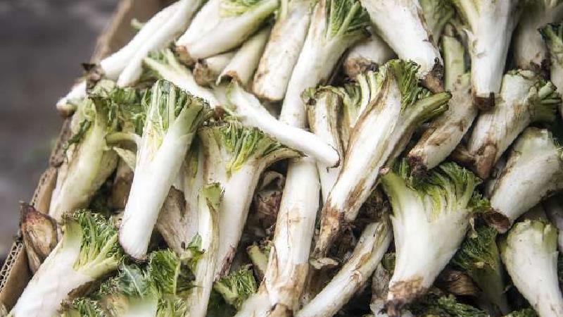 کنگر کوهی چه خاصیت هایی دارد؛ از لاغری تا کبد