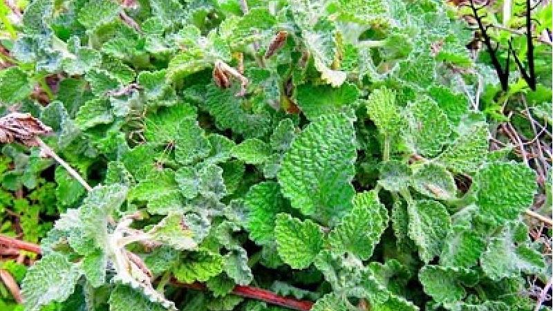 خاصیت های گیاه فراسیون یا افنان چیست؛ از تخمک گذاری تا قند خون