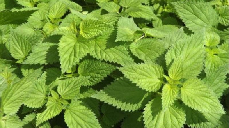 خواص گزنه؛ از تقویت مو تا کنترل دیابت