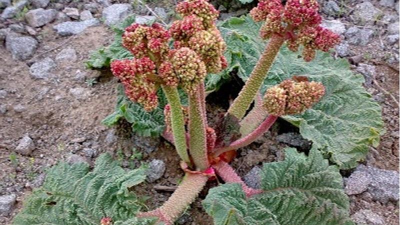 خواص ریواس در طب سنتی؛ از مو و پوست صورت تا معده و روده