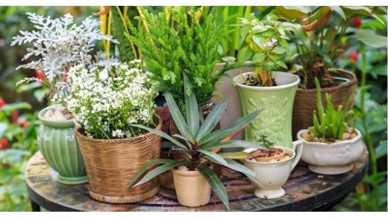 فصل مناسب و روش تعویض خاک گلدان آپارتمانی