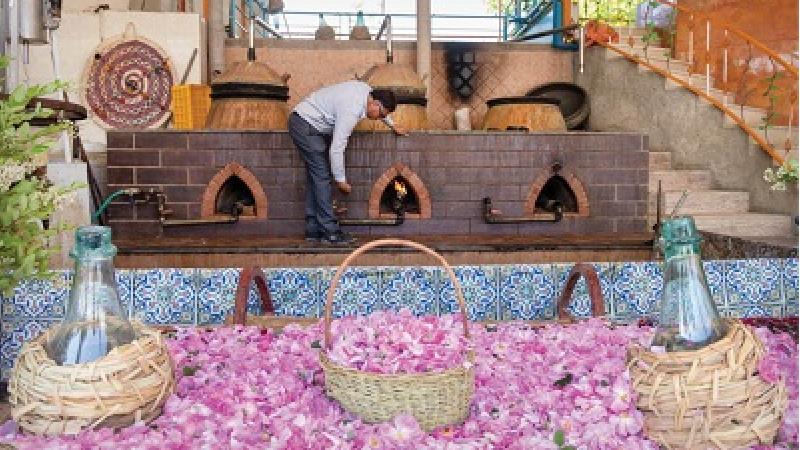 برای تماشای گلاب گیری غیر از کاشان به کجا برویم