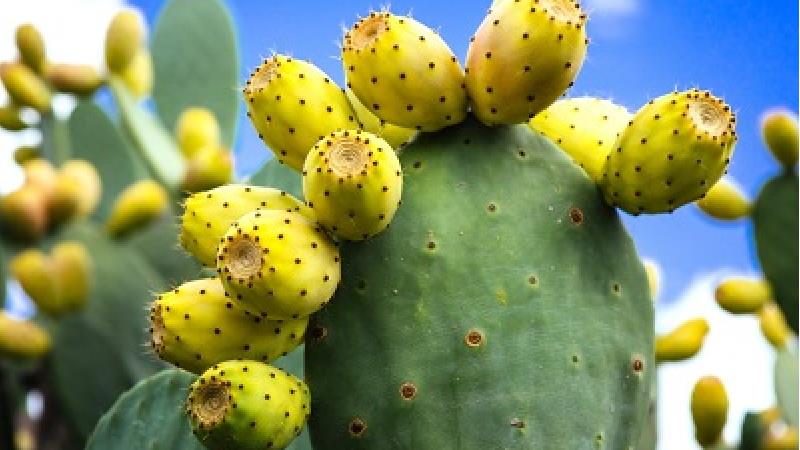 خواص آب کاکتوس چیست؛ از  پوست تا کلسترول و قند خون