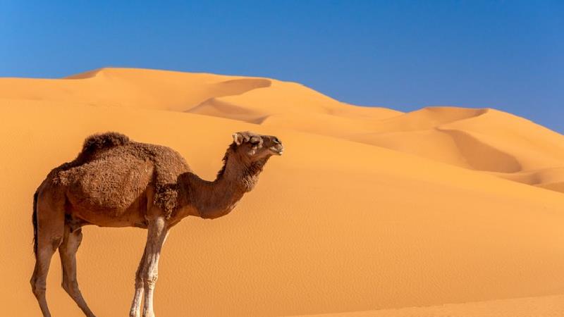 ریشه ضرب المثل شتر دیدی، ندیدی چیست