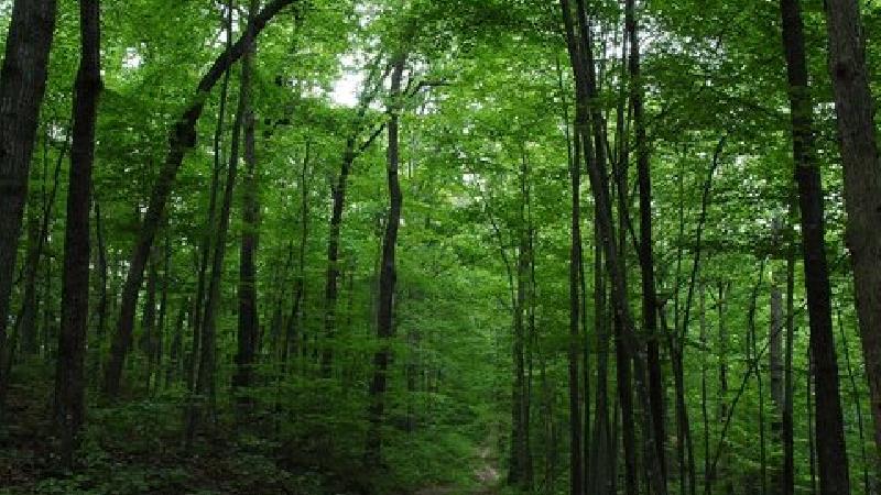 دیدنی ترین جنگل های ایران؛ از گیلان  مازندران تا لرستان و قشم