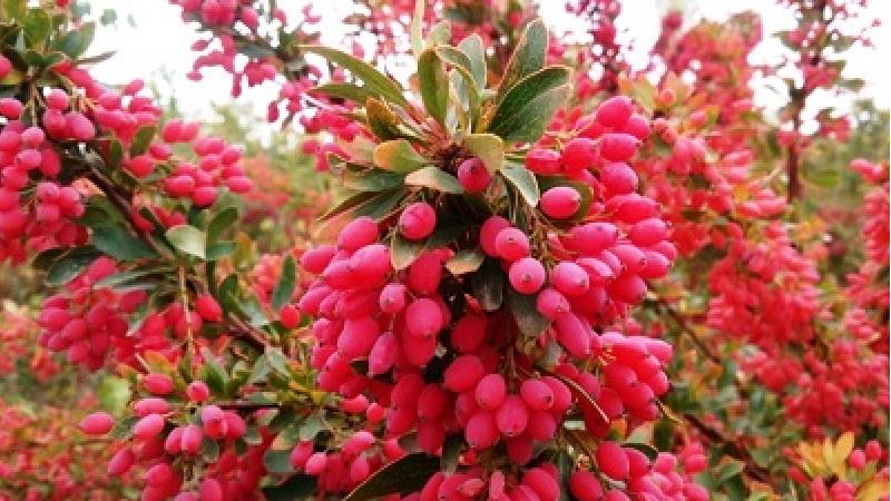 زرشک برای چی خوب است؛ از کم خونی تا لاغری