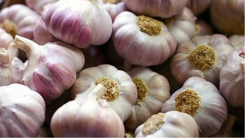 برای جلوگیری از جوانه زدن سیر چکار کنیم