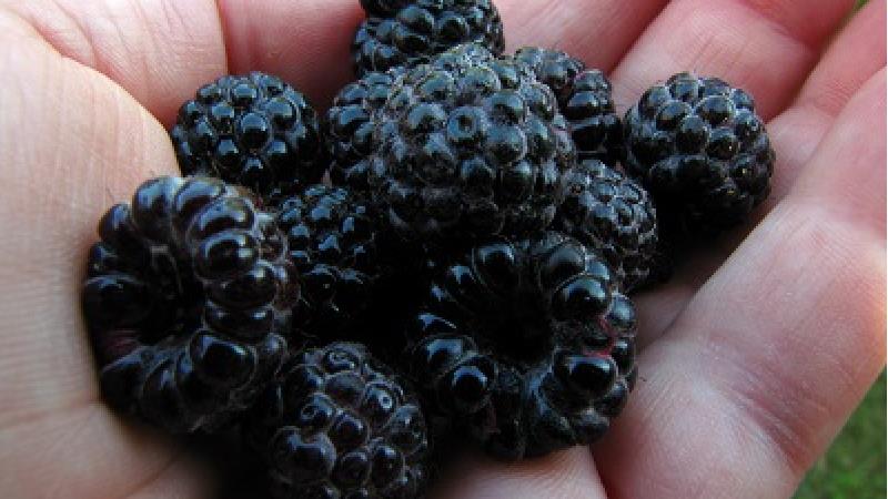 خواص تمشک؛ از درمان یبوست و دیابت تا سلامت معده و پوست