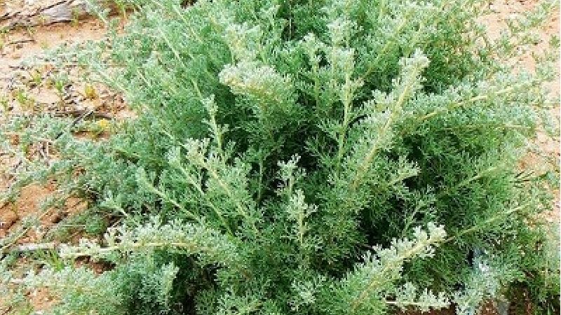 خواص گیاه درمنه چیست؛ از ریزش مو تا دفع انگل