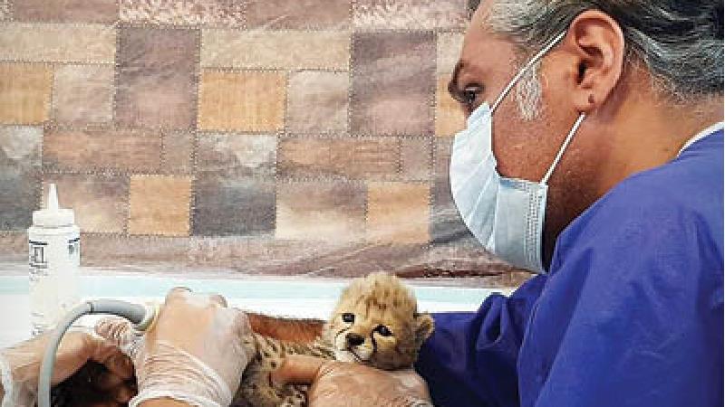 حرف های جالب پرستار پیروز درباره نگهداری از توله یوز ایرانی