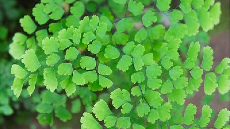 خاصیت های پرسیاوشان در طب سنتی؛ از سرماخوردگی تا اسهال