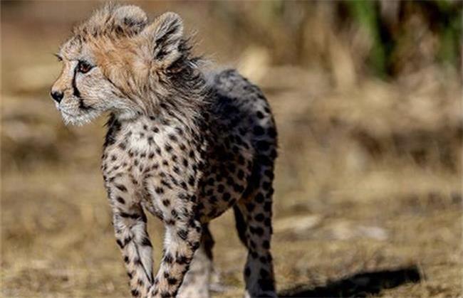 روزهای خوب برای پیروز؛ توله یوزپلنگ ایرانی