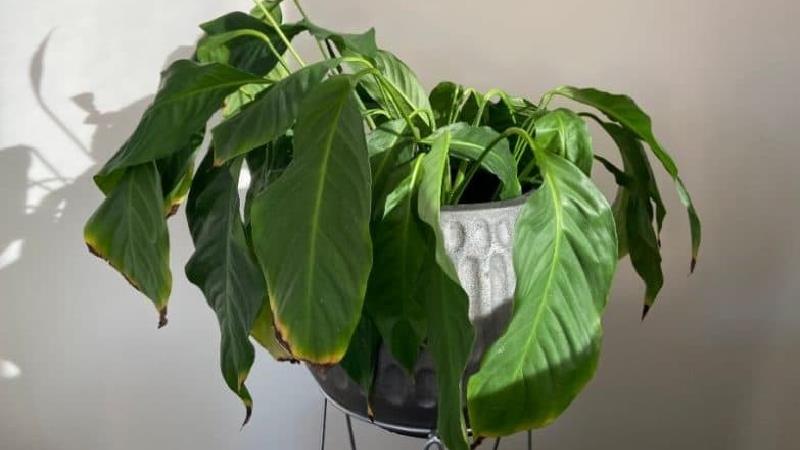 چرا گل های من در خانه پژمرده می شود