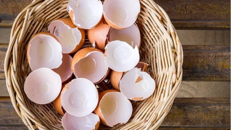 پوست تخم مرغ چه خاصیت هایی دارد؛ از مو تا استخوان