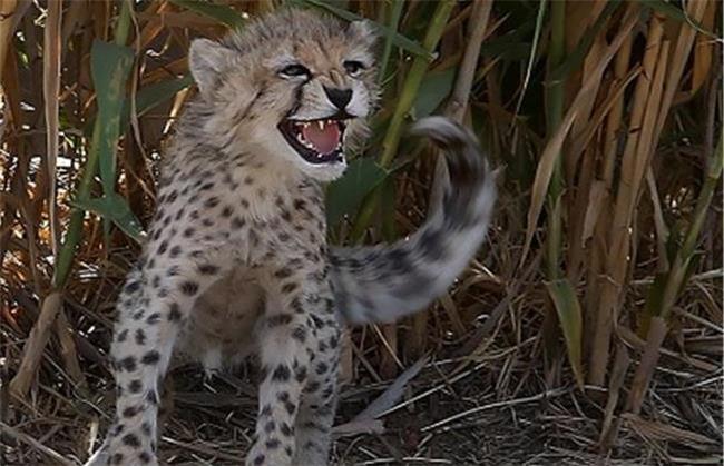 آیا پیروز، توله یوز ایرانی به طبیعت بازمی گردد