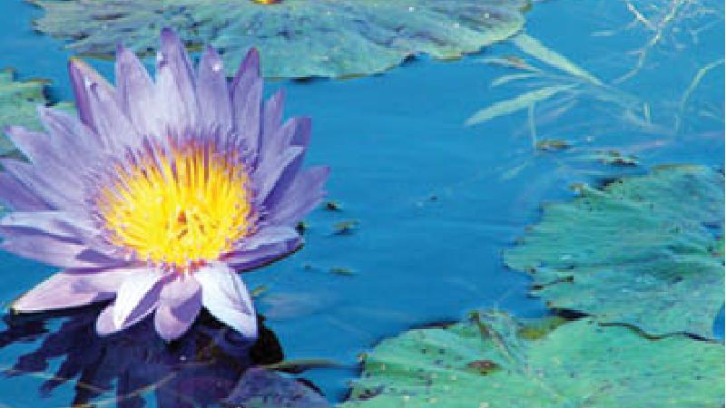 معرفی کامل سراب نیلوفر کرمانشاه؛ از روزگار زیبایی تا خشکی