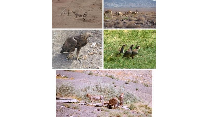 معرفی کامل پارک ملی توران؛ خارتوران