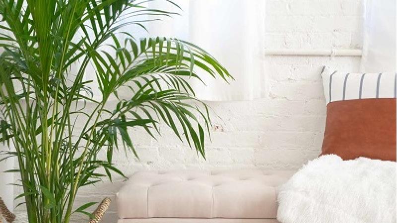 راه و روش نگهداری از نخل پروانه یا اریکا در آپارتمان