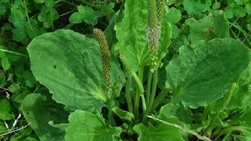 خواص بارهنگ در طب سنتی؛ از کبد و معده تا لاغری و سرماخوردگی