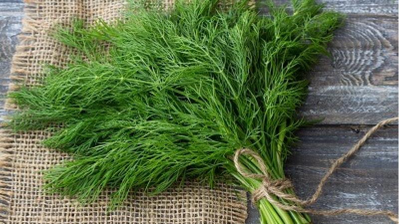 شوید برای چی خوب است؛ از لاغری تا فشار و قند خون