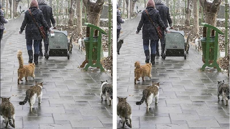 معمای تصویری؛ کمک به گربه ها