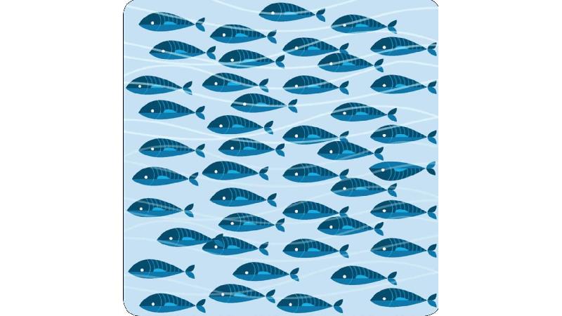 معمای تصویری؛ ماهی پشت و رو شده