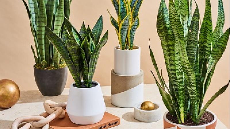 شیوه نگهداری و قلمه زدن سانسوریا چگونه است