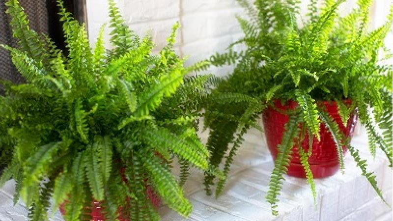 روش نگهداری از گیاه سرخس در آپارتمان